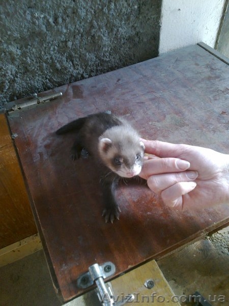 Продам ручных хорьков. - <ro>Изображение</ro><ru>Изображение</ru> #1, <ru>Объявление</ru> #904964