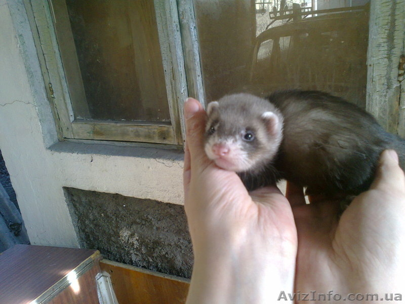 Продам ручных хорьков. - <ro>Изображение</ro><ru>Изображение</ru> #3, <ru>Объявление</ru> #904964