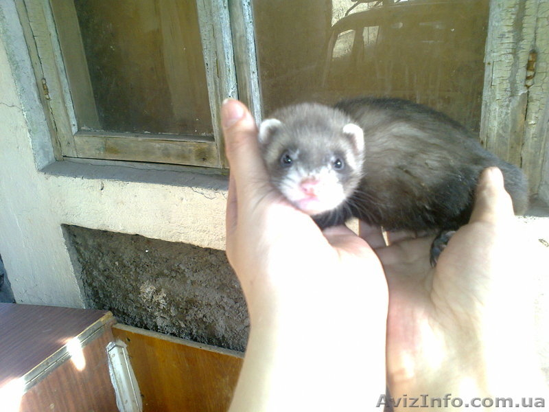 Продам ручных хорьков. - <ro>Изображение</ro><ru>Изображение</ru> #4, <ru>Объявление</ru> #904964
