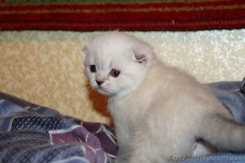 Продается кошечка породы скоттиш-фолд. - <ro>Изображение</ro><ru>Изображение</ru> #3, <ru>Объявление</ru> #893550