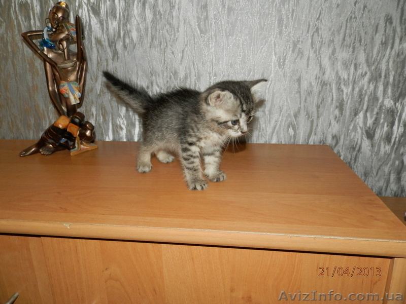 Маленькая кошечка в ДОБРЫЕ руки! - <ro>Изображение</ro><ru>Изображение</ru> #2, <ru>Объявление</ru> #895181