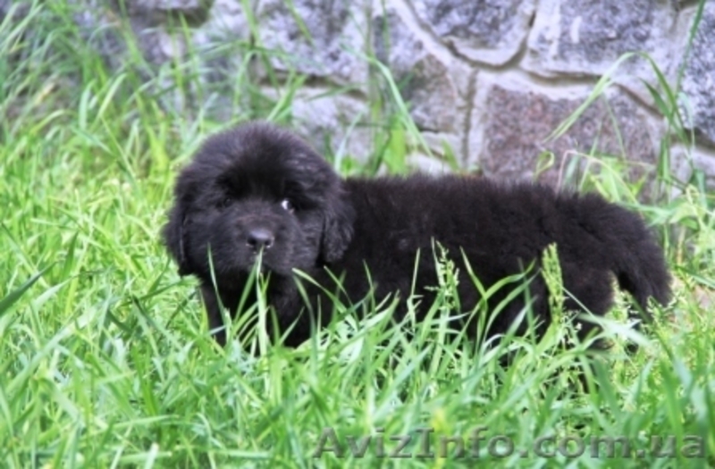 Ньюфаундленды щенки - <ro>Изображение</ro><ru>Изображение</ru> #2, <ru>Объявление</ru> #903547