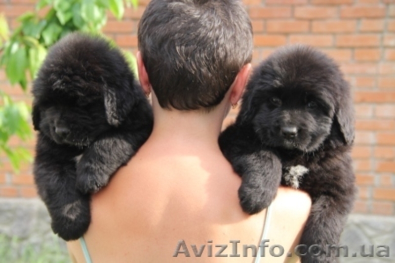 Ньюфаундленды щенки - <ro>Изображение</ro><ru>Изображение</ru> #4, <ru>Объявление</ru> #903547