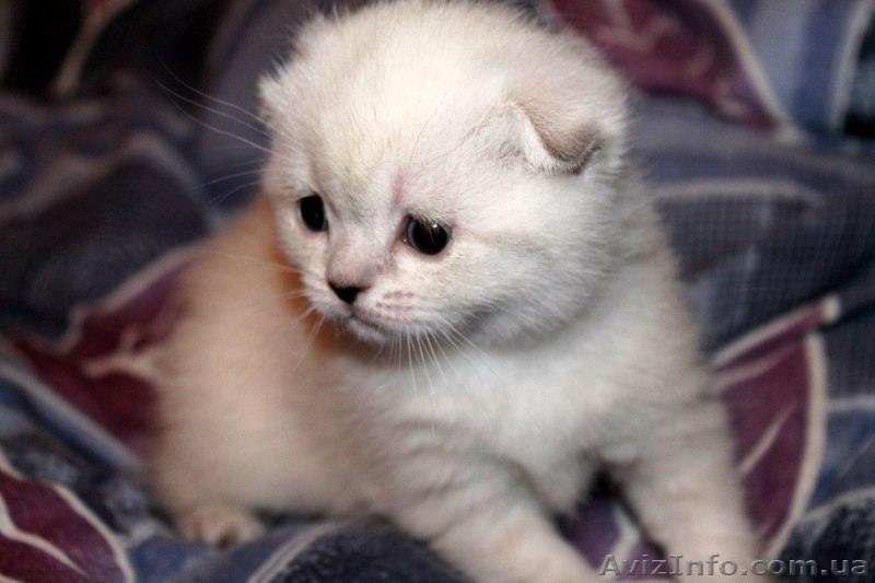 Продается кошечка породы скоттиш-фолд. - <ro>Изображение</ro><ru>Изображение</ru> #1, <ru>Объявление</ru> #893550