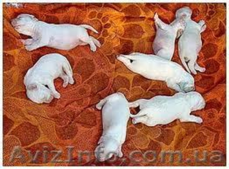 Химчистка ковров с вывозом - <ro>Изображение</ro><ru>Изображение</ru> #1, <ru>Объявление</ru> #908671