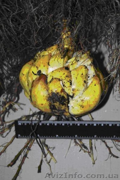 Продам (предлагаю) луковицу лилии и тюльпана - <ro>Изображение</ro><ru>Изображение</ru> #2, <ru>Объявление</ru> #915320