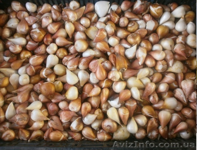 Продам (предлагаю) луковицу лилии и тюльпана - <ro>Изображение</ro><ru>Изображение</ru> #1, <ru>Объявление</ru> #915320