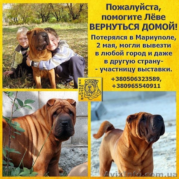 Мы ищем рыжего шарпея Леву! - <ro>Изображение</ro><ru>Изображение</ru> #2, <ru>Объявление</ru> #915897
