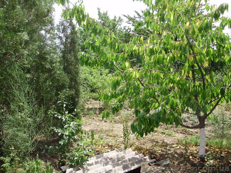 Срочно!!! Продам 1/2 дома Ленинский "РАДУГА"  - <ro>Изображение</ro><ru>Изображение</ru> #2, <ru>Объявление</ru> #918478