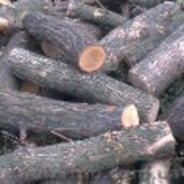 Продается лес, кругляк - <ro>Изображение</ro><ru>Изображение</ru> #1, <ru>Объявление</ru> #934402