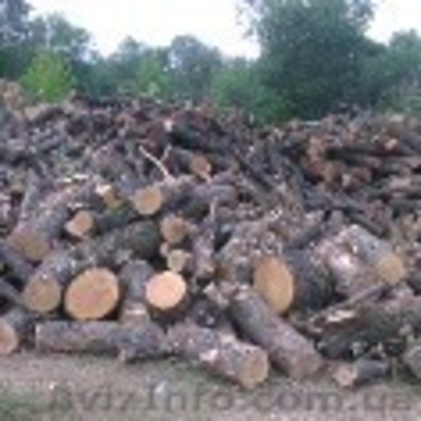 Продается лес, кругляк - <ro>Изображение</ro><ru>Изображение</ru> #2, <ru>Объявление</ru> #934402