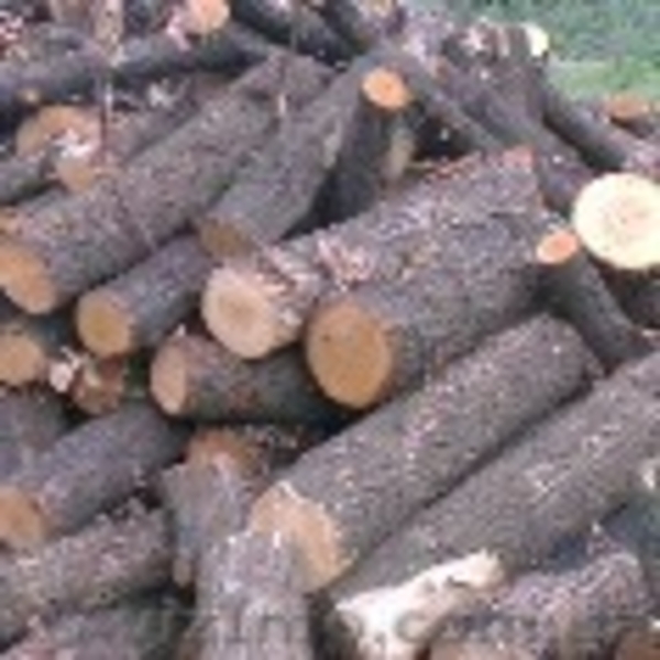 Продается лес, кругляк - <ro>Изображение</ro><ru>Изображение</ru> #4, <ru>Объявление</ru> #934402