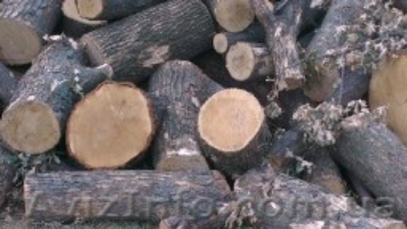 Продается лес, кругляк - <ro>Изображение</ro><ru>Изображение</ru> #10, <ru>Объявление</ru> #934402