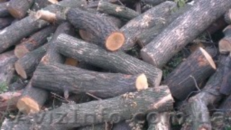 Продается лес, кругляк - <ro>Изображение</ro><ru>Изображение</ru> #7, <ru>Объявление</ru> #934402