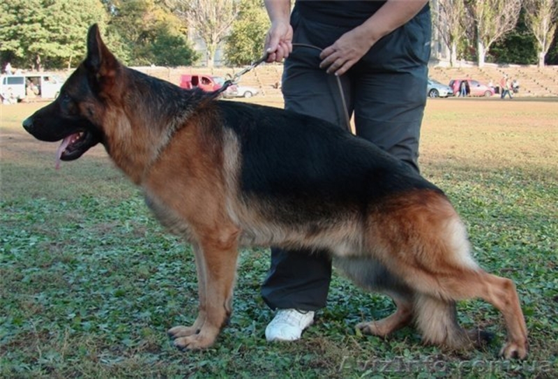 ЩЕНКИ НЕМЕЦКОЙ ОВЧАРКИ - ВЫБИРАЙТЕ ЛУЧШЕЕ! - <ro>Изображение</ro><ru>Изображение</ru> #7, <ru>Объявление</ru> #924115