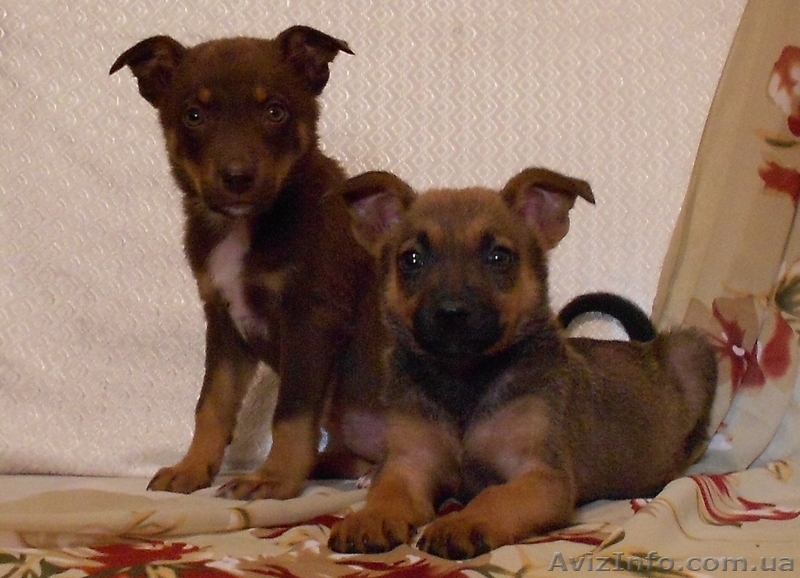 Позитивные щеночки в хорошие руки.   - <ro>Изображение</ro><ru>Изображение</ru> #1, <ru>Объявление</ru> #924510