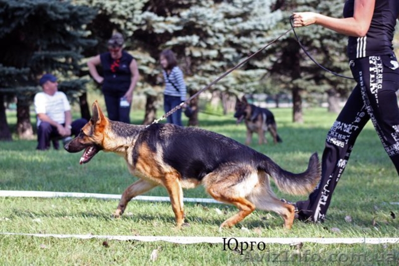 ЩЕНКИ НЕМЕЦКОЙ ОВЧАРКИ - ВЫБИРАЙТЕ ЛУЧШЕЕ! - <ro>Изображение</ro><ru>Изображение</ru> #4, <ru>Объявление</ru> #924115