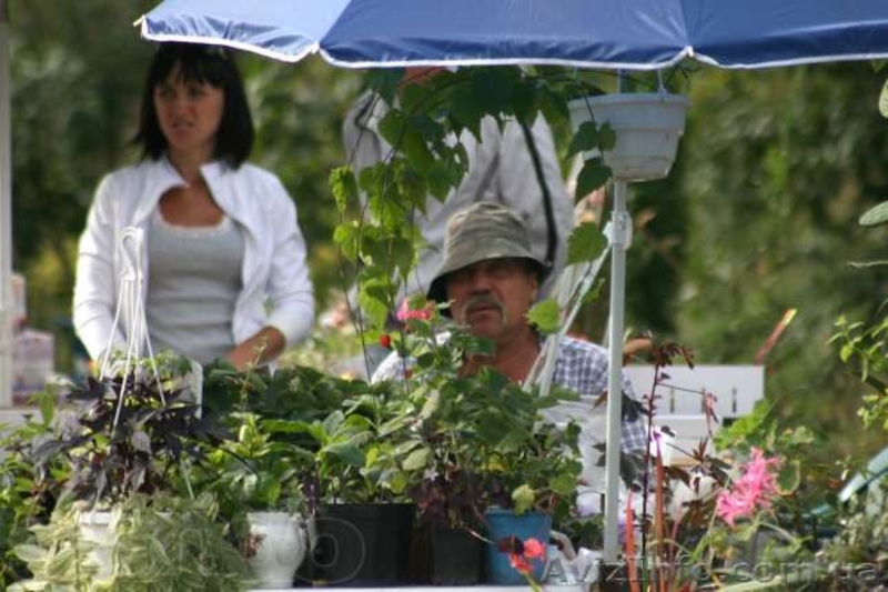 Выставка-продажа "Зеленая Усадьба" - <ro>Изображение</ro><ru>Изображение</ru> #5, <ru>Объявление</ru> #922103