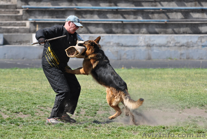 ЩЕНКИ НЕМЕЦКОЙ ОВЧАРКИ - ВЫБИРАЙТЕ ЛУЧШЕЕ! - <ro>Изображение</ro><ru>Изображение</ru> #10, <ru>Объявление</ru> #924115