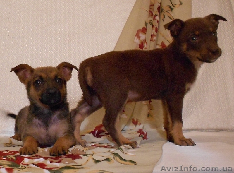 Позитивные щеночки в хорошие руки.   - <ro>Изображение</ro><ru>Изображение</ru> #2, <ru>Объявление</ru> #924510