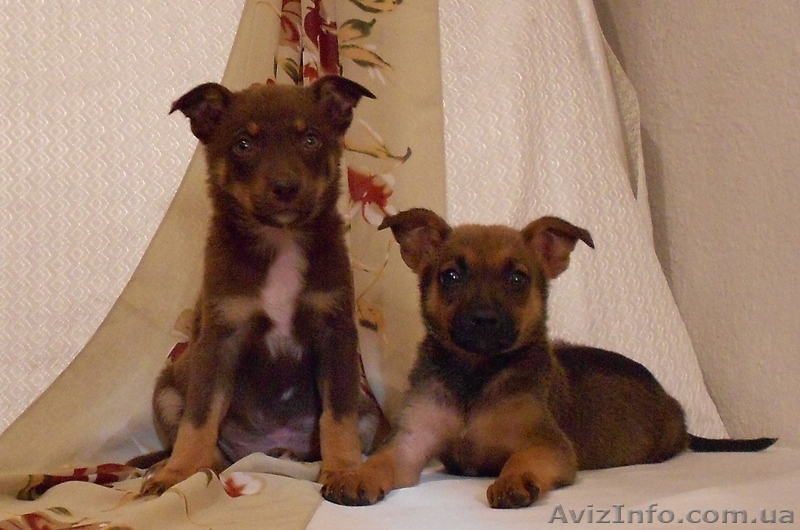 Позитивные щеночки в хорошие руки.   - <ro>Изображение</ro><ru>Изображение</ru> #3, <ru>Объявление</ru> #924510