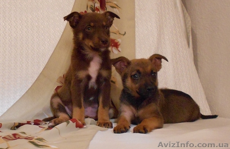 Позитивные щеночки в хорошие руки.   - <ro>Изображение</ro><ru>Изображение</ru> #4, <ru>Объявление</ru> #924510