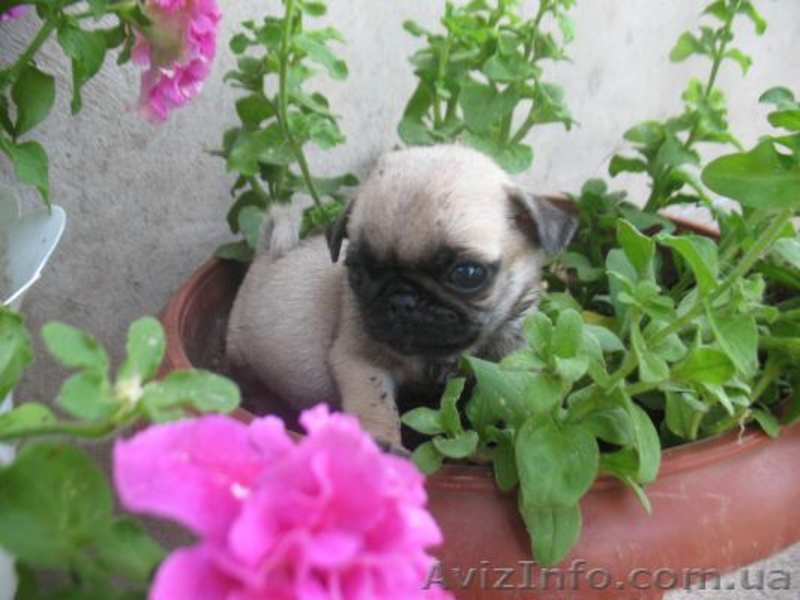 Мопсята не дорого  - <ro>Изображение</ro><ru>Изображение</ru> #2, <ru>Объявление</ru> #922425