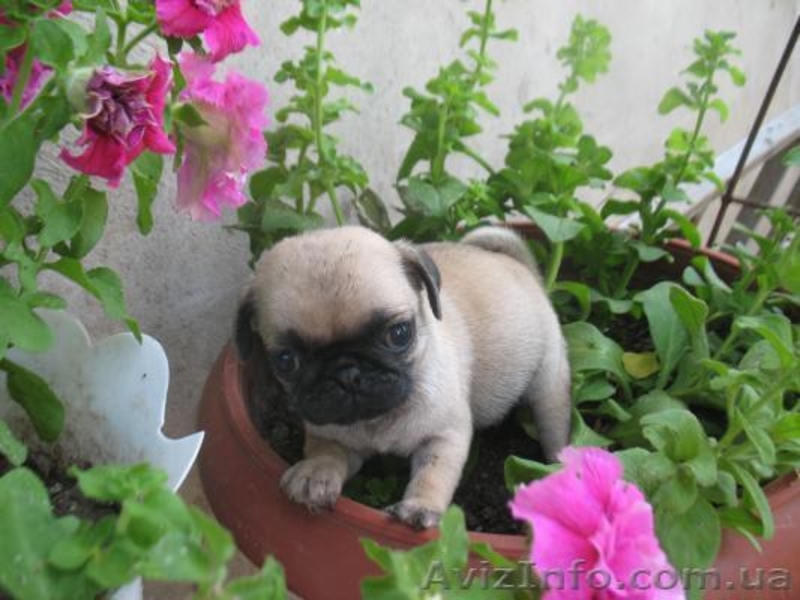 Мопсята не дорого  - <ro>Изображение</ro><ru>Изображение</ru> #3, <ru>Объявление</ru> #922425