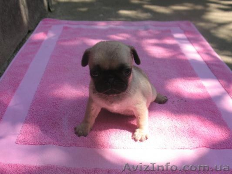 Мопсята не дорого  - <ro>Изображение</ro><ru>Изображение</ru> #1, <ru>Объявление</ru> #922425