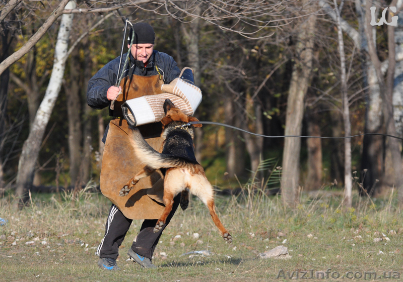 ЩЕНКИ НЕМЕЦКОЙ ОВЧАРКИ - ВЫБИРАЙТЕ ЛУЧШЕЕ! - <ro>Изображение</ro><ru>Изображение</ru> #5, <ru>Объявление</ru> #924115