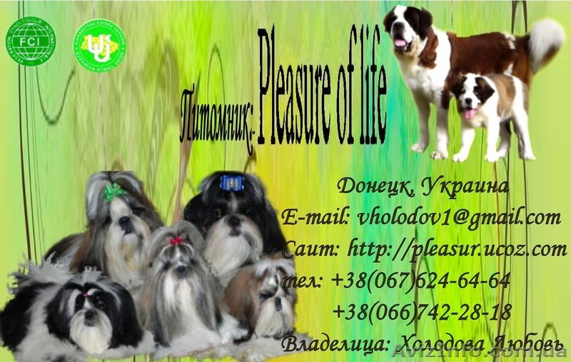 Ши тцу с отличными породными качествами. - <ro>Изображение</ro><ru>Изображение</ru> #2, <ru>Объявление</ru> #930992