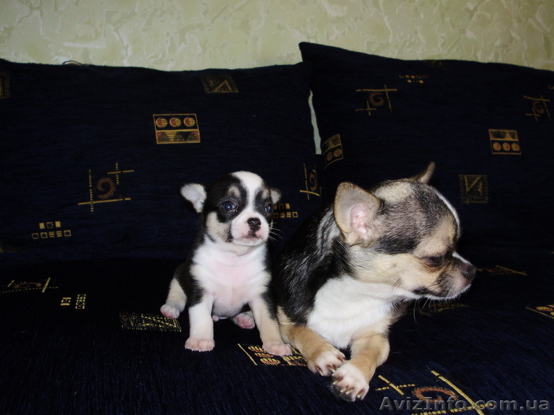 Щенки  чихуахуа - <ro>Изображение</ro><ru>Изображение</ru> #1, <ru>Объявление</ru> #934454