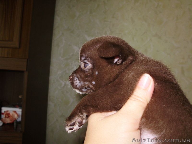 Щенки  чихуахуа - <ro>Изображение</ro><ru>Изображение</ru> #2, <ru>Объявление</ru> #934454