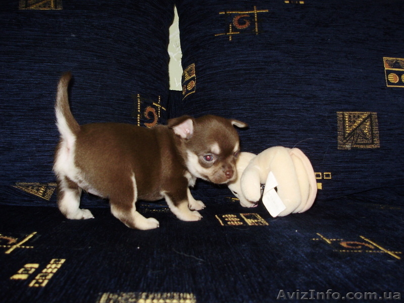 Щенки  чихуахуа - <ro>Изображение</ro><ru>Изображение</ru> #3, <ru>Объявление</ru> #934454