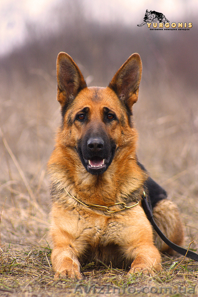 ЩЕНКИ НЕМЕЦКОЙ ОВЧАРКИ - ВЫБИРАЙТЕ ЛУЧШЕЕ! - <ro>Изображение</ro><ru>Изображение</ru> #2, <ru>Объявление</ru> #924115