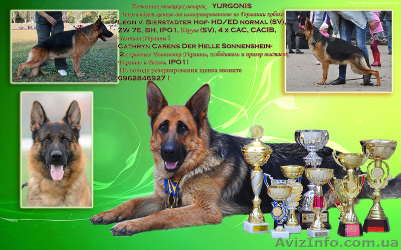 ЩЕНКИ НЕМЕЦКОЙ ОВЧАРКИ - ВЫБИРАЙТЕ ЛУЧШЕЕ! - <ro>Изображение</ro><ru>Изображение</ru> #1, <ru>Объявление</ru> #924115