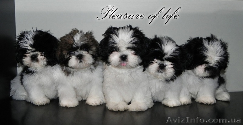 Ши тцу с отличными породными качествами. - <ro>Изображение</ro><ru>Изображение</ru> #1, <ru>Объявление</ru> #930992