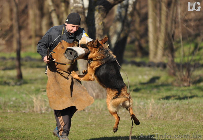 ЩЕНКИ НЕМЕЦКОЙ ОВЧАРКИ - ВЫБИРАЙТЕ ЛУЧШЕЕ! - <ro>Изображение</ro><ru>Изображение</ru> #9, <ru>Объявление</ru> #924115
