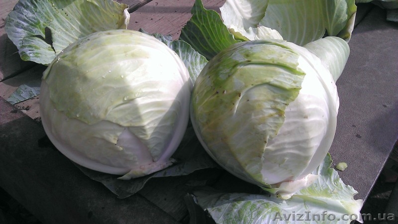 Продам капусту крупный опт!!! - <ro>Изображение</ro><ru>Изображение</ru> #1, <ru>Объявление</ru> #949848