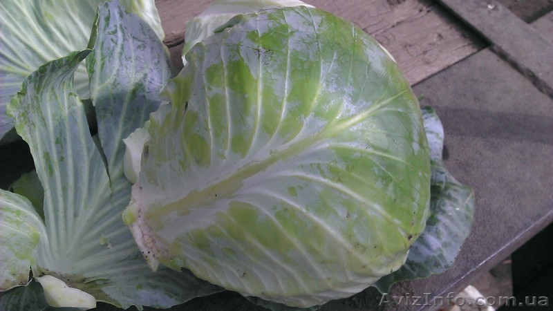 Продам капусту крупный опт!!! - <ro>Изображение</ro><ru>Изображение</ru> #3, <ru>Объявление</ru> #949848
