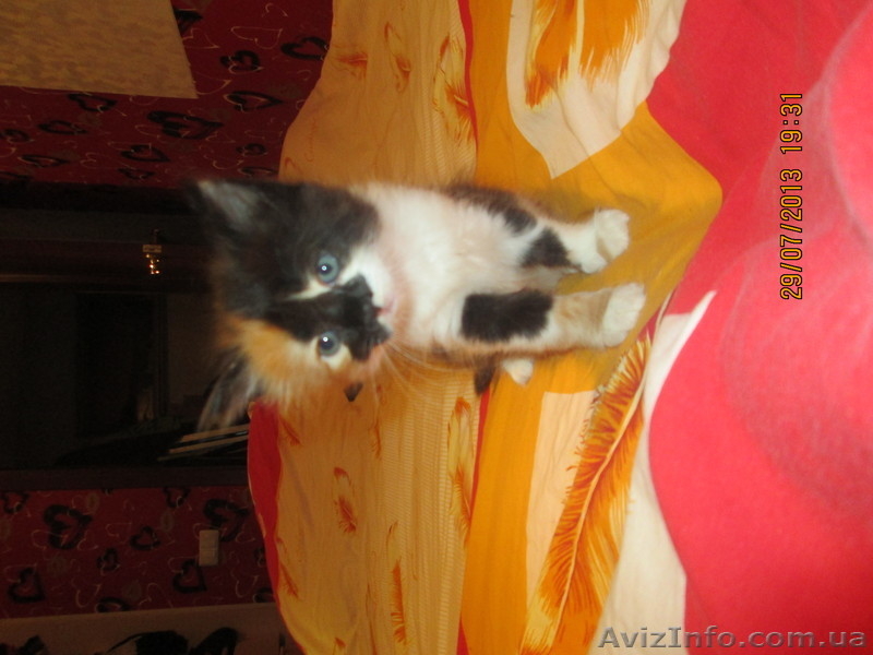 Отдам в хорошие руки замечательных, здоровых котят - <ro>Изображение</ro><ru>Изображение</ru> #1, <ru>Объявление</ru> #938426