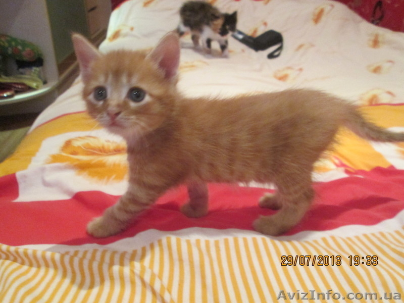 Отдам в хорошие руки замечательных, здоровых котят - <ro>Изображение</ro><ru>Изображение</ru> #2, <ru>Объявление</ru> #938426