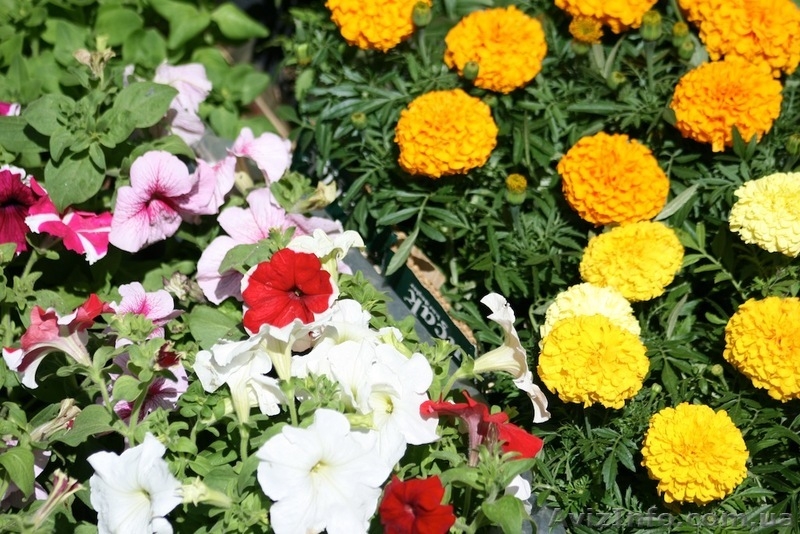 Выставка-продажа «Зеленая Усадьба» - <ro>Изображение</ro><ru>Изображение</ru> #2, <ru>Объявление</ru> #951235