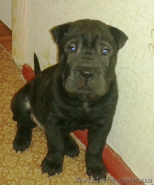 срочная распродажа щенков шар-пея! - <ro>Изображение</ro><ru>Изображение</ru> #6, <ru>Объявление</ru> #924076