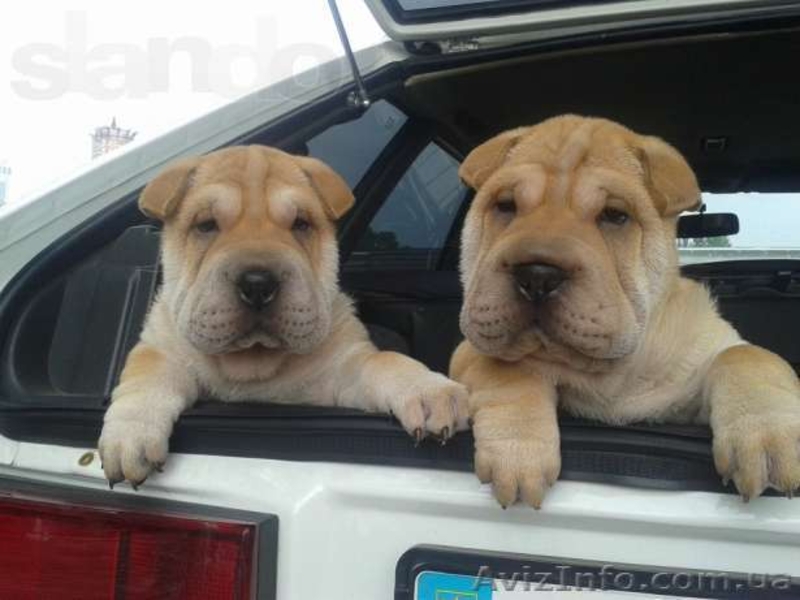 срочная распродажа щенков шар-пея! - <ro>Изображение</ro><ru>Изображение</ru> #1, <ru>Объявление</ru> #924076