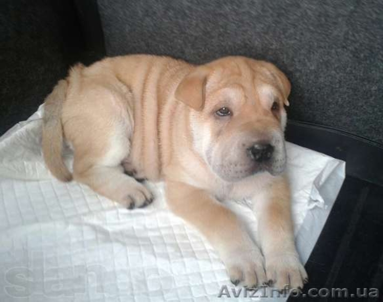 срочная распродажа щенков шар-пея! - <ro>Изображение</ro><ru>Изображение</ru> #5, <ru>Объявление</ru> #924076
