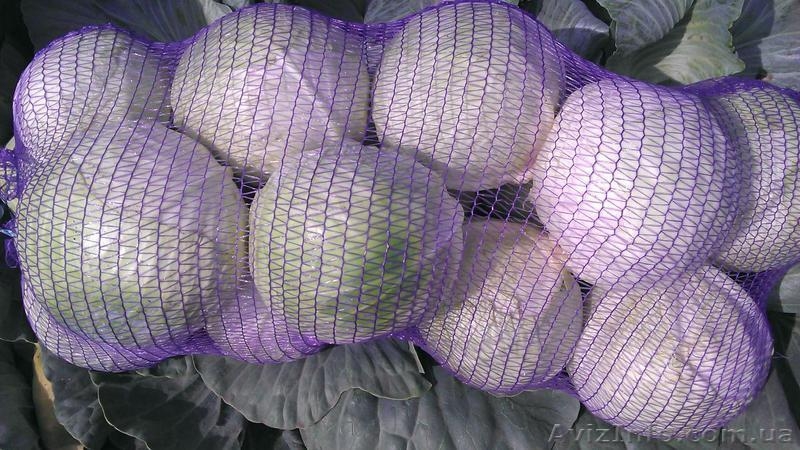 Продам капусту оптом с поля!!! - <ro>Изображение</ro><ru>Изображение</ru> #2, <ru>Объявление</ru> #952644