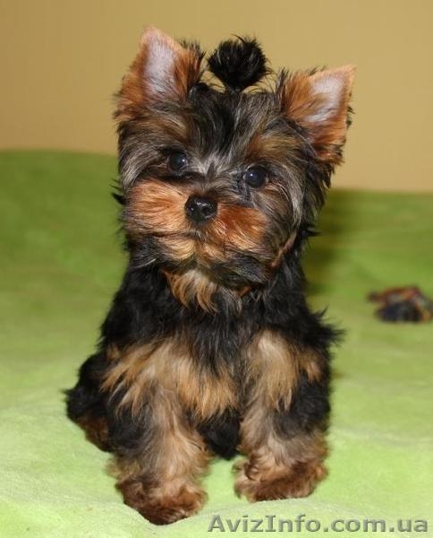 Щенки йоркширский терьер в Донецке. - <ro>Изображение</ro><ru>Изображение</ru> #5, <ru>Объявление</ru> #957913