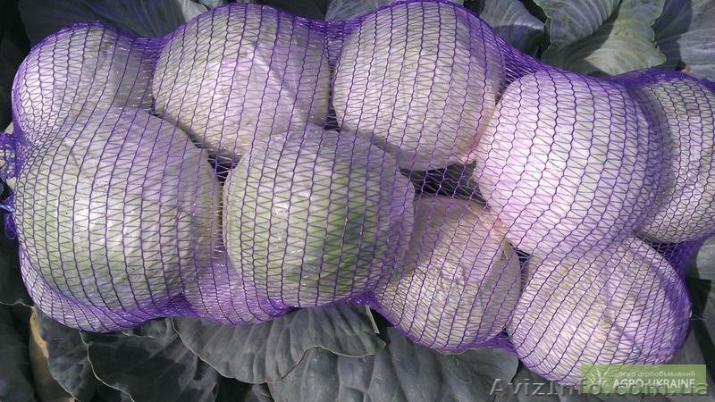 Продам капусту с поля оптом!!! - <ro>Изображение</ro><ru>Изображение</ru> #1, <ru>Объявление</ru> #956974