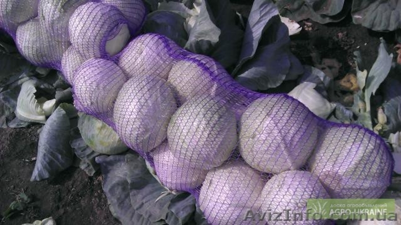 Продам капусту с поля оптом!!! - <ro>Изображение</ro><ru>Изображение</ru> #2, <ru>Объявление</ru> #956974